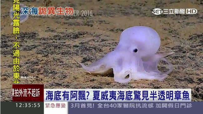 新品種半透明章魚　激似鬼馬小精靈