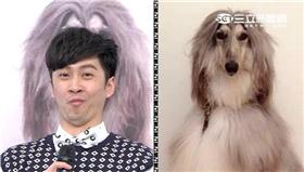 《綜藝大熱門》毛小孩