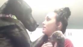 女主人抱小狗炫耀　巨犬醋勁大發討摸