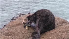 海獺▲圖／翻攝自YouTube