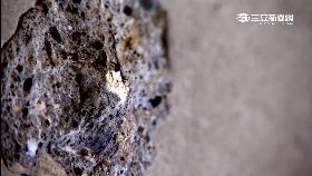 追松菸違法1800-貞茹