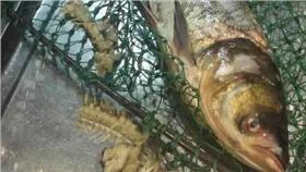 魚骨,魚／翻攝自重慶晨報