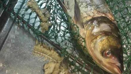 懷疑店家偷斤　他用「魚骨拼圖」打臉