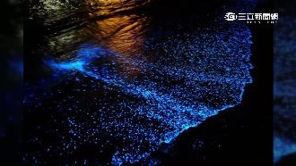 絕美奇景　馬祖「藍眼淚」提早來了