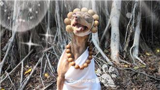 犬界女神卡卡！迷你杜賓大玩時尚創意