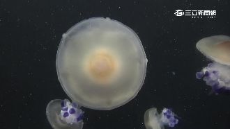 蛋黃哥底加？海生館荷包蛋水母好療癒