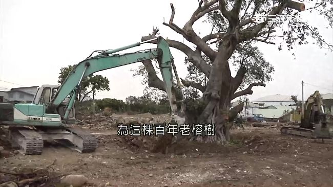 為開發擅移百年榕樹　宗親會爆口角