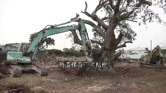 為開發擅移百年榕樹　宗親會爆口角