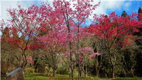 ▲今年「阿里山花季」為3月10日至4月10日；阿里山國家森林遊樂區內諸多花卉也已陸續綻放。（圖／林務局嘉義林管處）