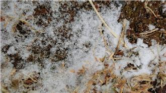 影／大陸冷氣團報到　玉山降雪了！