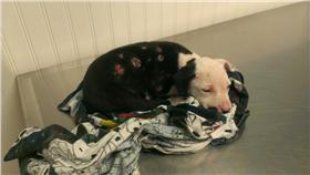 消防犬、小狗（翻攝自THE DODO)