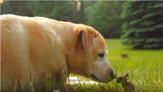 影／把狗狗當媽？小兔開心玩耍超治癒