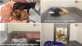 狗狗、毛小孩、待領養（翻攝SPCA）