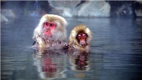 泡湯,溫泉,猴子,冷,低溫(首圖)▲圖／攝影者Chi Tranter, flickr CC License-https://www.flickr.com/photos/chitranter/14212780326/