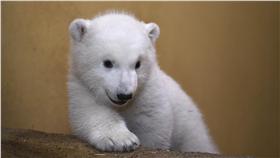 德國不來梅動物園小北極熊亮相（圖／路透社／達志影像）
