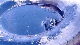  瀝青狗,圖／翻攝自Claudio Felipe Morales Godoy　臉書,https://www.facebook.com/claudio.f.godoy 