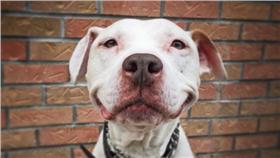 美國超愛笑的鬥牛梗狗狗
https://www.instagram.com/smilingbrinks/