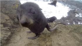 南極萌萌小海狗
https://www.youtube.com/watch?v=eZTMnH7hIu4