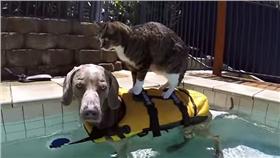 GoPro影片 貓坐在狗背上水上兜風
https://www.youtube.com/watch?v=XNR_wrAaoqA