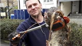 老鼠,肥老鼠,怪物／翻攝自metro