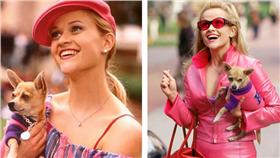 金髮尤物、瑞絲薇斯朋（翻攝／臉書、IG)
