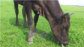 擎天崗（李慈音攝）