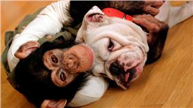 狗狗猩猩大冒險/圖/阿蘇卡德利動物樂園臉書