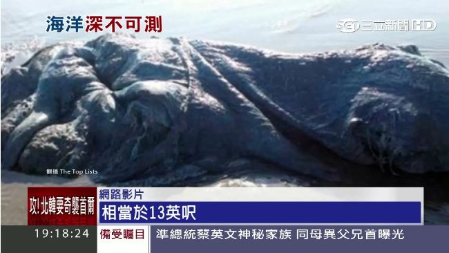 海怪出沒？沙灘上驚現4公尺謎樣生物