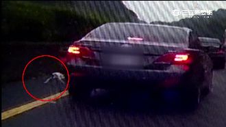 吉娃娃國道狂奔　4車嚇傻連環撞