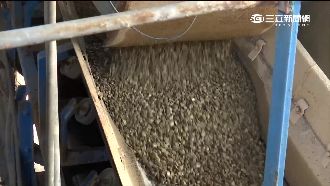 爐渣入侵校園？中鋼轉爐渣埋成大校園