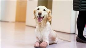 狗肉,領養,國際動物救援團體,截肢,治療犬
Chi Chi of ARME 臉書