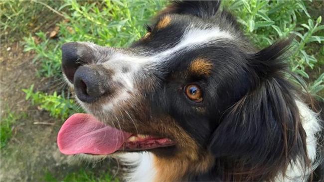 美牧羊犬天生雙鼻　被領養成狗明星！
