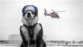 機場,狗,飛安狗,米格魯緝毒犬,邊境牧羊犬,驅趕鳥類
airportk9 instagram