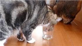 測試貓咪慣用手 Maru慣用的是臉
https://www.youtube.com/watch?v=pOzcEEd_9Rw