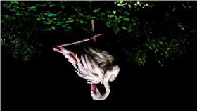 索尼世界攝影獎，台灣攝影師王泰然以一幀紅鶴照片，獲得台灣國家首獎。（索尼世界攝影獎提供 ）中央社記者黃貞貞倫敦傳真 