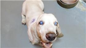 遭民眾棄養的老年巴吉度犬隻。（圖／北市動保處）