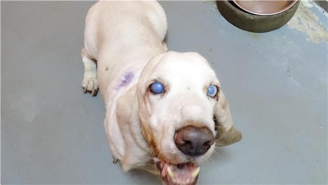 推拖遺棄老病狗　柯市府重罰飼主5萬