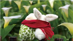 ▲海芋季來了　到竹子湖探索「伊，索の芋言」Part2。（圖／台北市產發局）