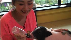 《寵物大聯萌》／中天提供