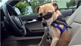 澳洲飼主為生病狗狗豐富最後的時光
https://www.facebook.com/Baileys-Bucket-List-1061881257216803/timeline?ref=page_internal