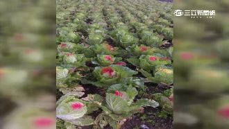 暴力討債毀農民心血　噴漆斷管逼賣地