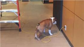 鬥牛犬,寵物,狗,毛寶貝,汪星人,電線,剋星