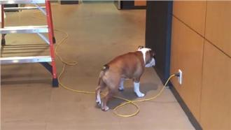 影／鬥牛犬征服電線　竟是用倒車法！