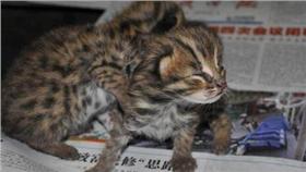豹貓／翻攝自鳳凰網