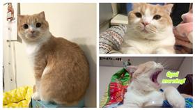 羊羊不是羊不是貓是豬豬臉書粉絲團