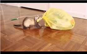 鼬鼠倒垃圾／圖翻攝自Ferret farm,YouTube/https://www.youtube.com/watch?v=5On9wmtOZwg