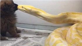 黃金蟒,生吞／翻攝自網路