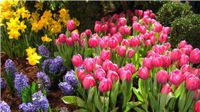 春分,花,（圖／翻攝自Mike Mozart, Flickr CC License）
https://www.flickr.com/photos/jeepersmedia/12916026133/in/photolist-kFm1zK-mNwN7g-9sFW3p-9rYBG8-nNWz9P-tsSc-tp1smH-9rWqmc-ed8rDp-6c2i1X-rg6obX-noFJYR-shTZkv-9BmyFd-7Gwx1a-9rDpE3-bE379g-7TsKJD-e2x1wD-bTf75F-56vXQ-9rYawD-bEkkCQ-eihax-9Ejy87-GkqDA-6fBsxc-7GAsCu-8Qoyu7-G6LbD-ecvLsQ-8QkwUv-bEkqZh-6n2pny-gJo5VG-8Qkr6n-bpN4t-9Bmz3u-5G47gX-qDFiiE-sro6JL-dyUxQ-6bQkjr-65Z87K-bCCqr6-qAF5i9-G6LxZ-9rYkbK-6c6rx5-t2q6Hz
