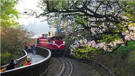 阿里山▲圖／攝影者Jerry Lai, Flickr CC License