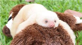 樹懶,圖／翻攝自Sloth Sanctuary Costa Rica臉書
https://www.facebook.com/SlothSanctuaryCostaRica/photos/a.415380581865688.92043.400127830057630/997901856946888/?type=3&theater
